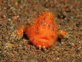   Juvenile Hairy Frog Fish  